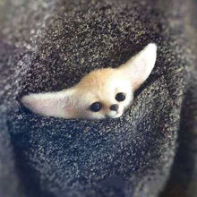 Load image into Gallery viewer, Women Pocket Animal Pet Doll Toy Wool Needle felting Kit DIY Non finished Dog Cat Fox Head Decor